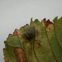 Horse Chestnut Leaf Miner